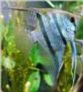 Angelfish