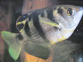 Archerfish