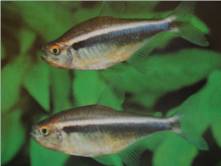 Black Neon Tetra