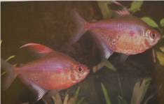 Bleeding Heart Tetra