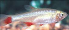 Bloodfin Tetra