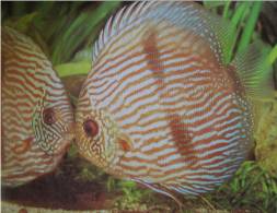 discus