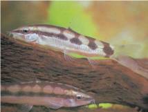 Dwarf Loach