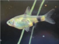 Golden Dwarf Barb