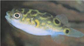 Green Pufferfish