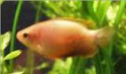 Honey Gourami