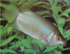 Kissing Gourami