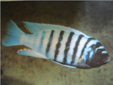 Malawi Blue Cichlid