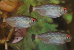 Red-eye Tetra