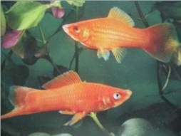 Swordtail