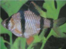 Tiger Barb