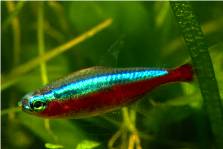 Cardinal Tetra