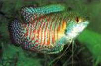 Dwarf Gourami