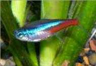 neon tetra temperature